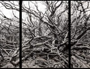 Kevin Tole 'Oak and Rocks; Burrator Triptych (charcoal and chalk on paper, 86x183cm) £2000