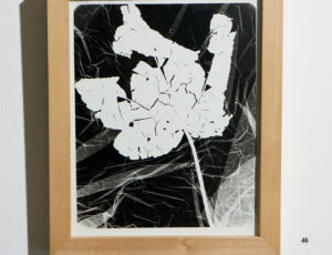 p46 Alan Hampson 'Flora Kernow I', silverprint, £125